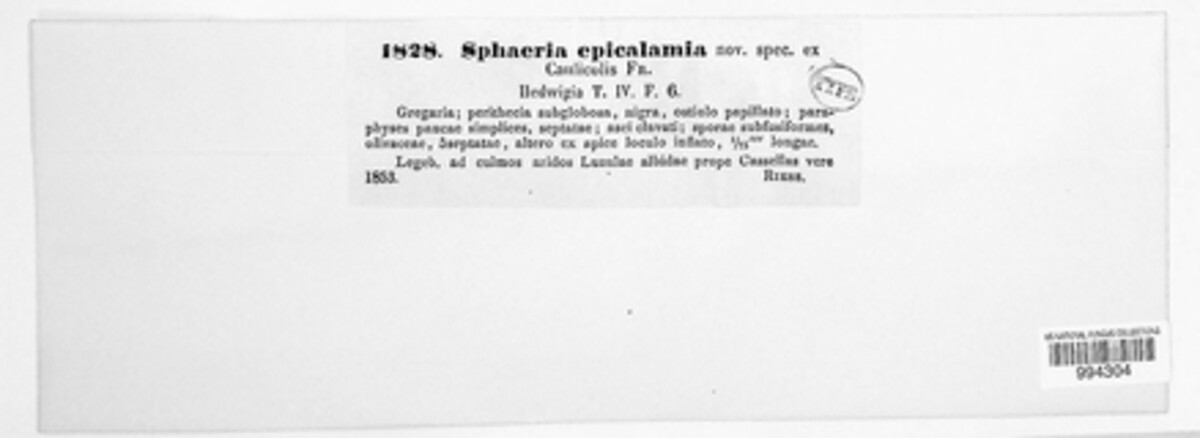 Phaeosphaeria epicalamia image